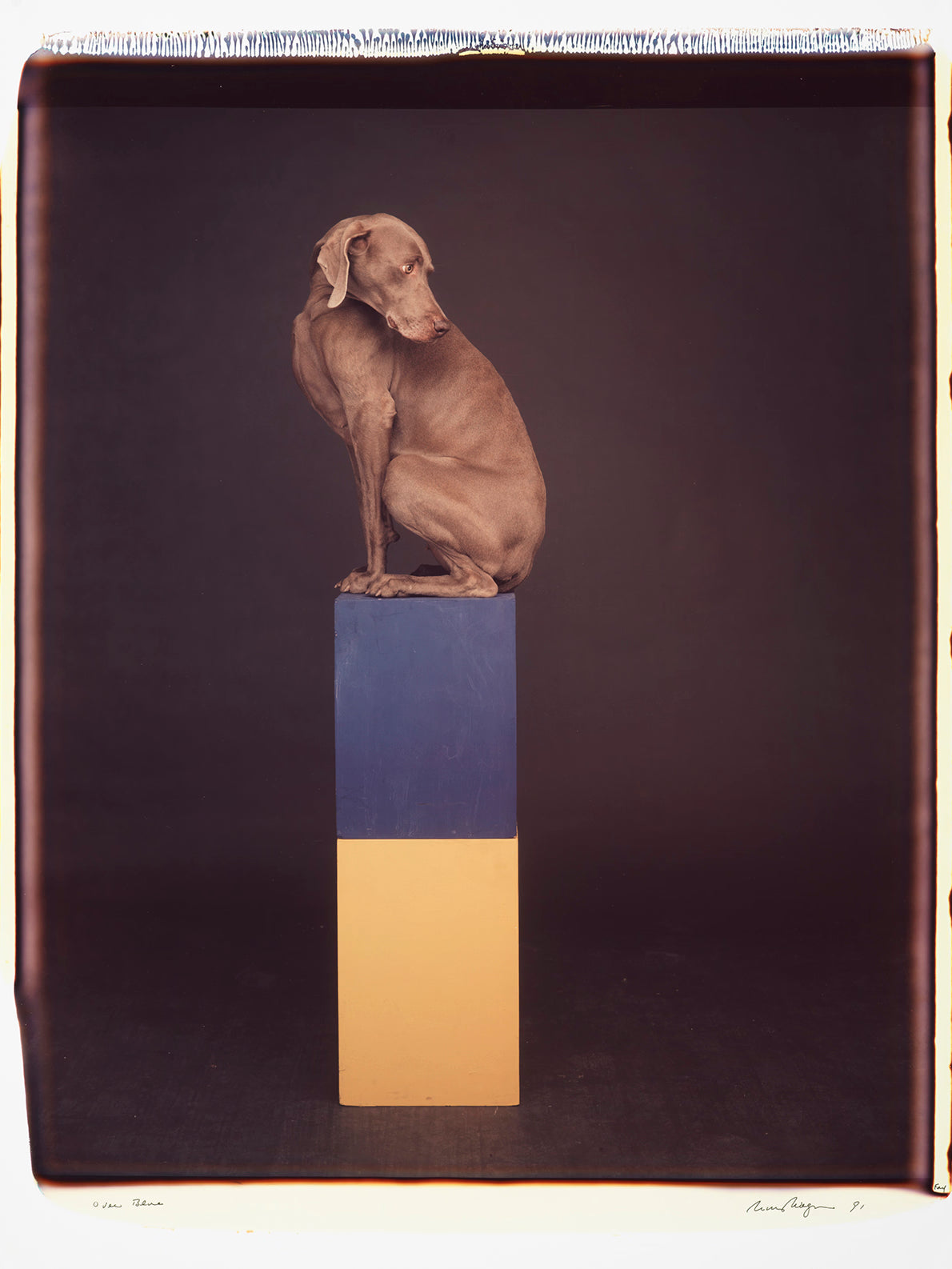 Weimaraner dog on a blue and yellow boxes with a dark background by photographer William Wegman. Polaroid print.