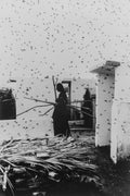 Person standing inside a building with a large number of insects around, holding a stick.