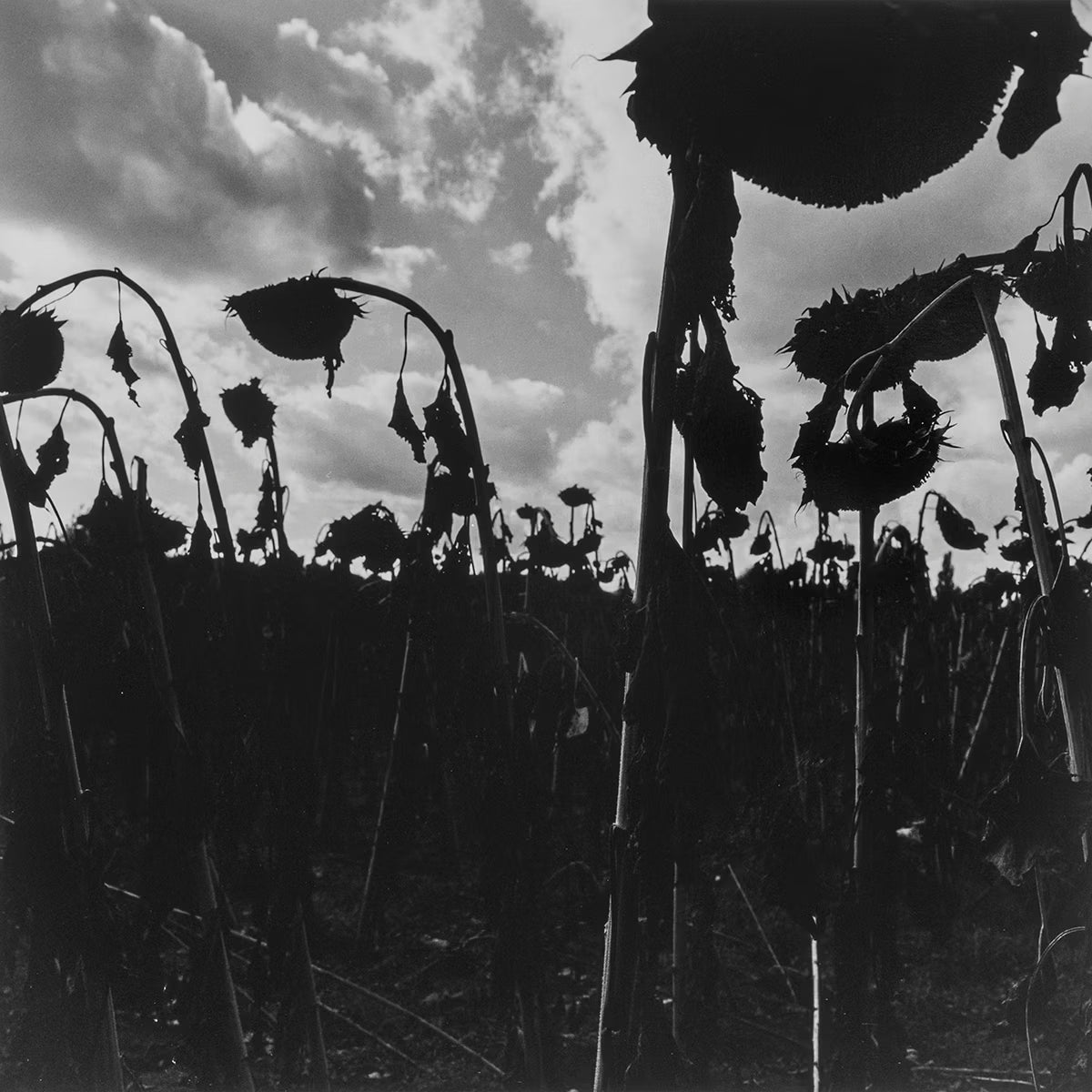 Black and white silhouette of sunflowers against a cloudy sky