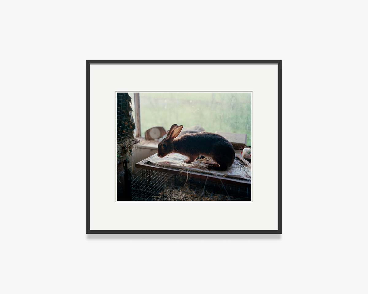 Rabbit, Troon Zoo