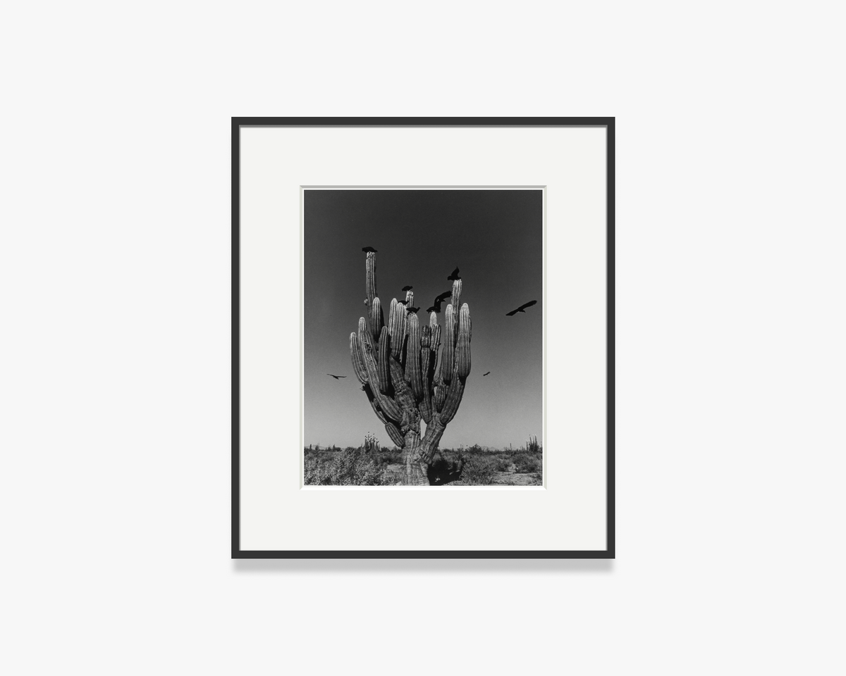 Saguaro, Sonoran Desert