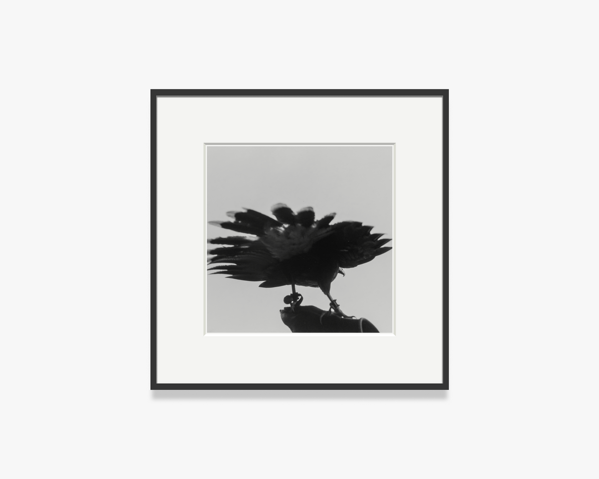 Halcón [Hawk], Seminole Territory, Florida