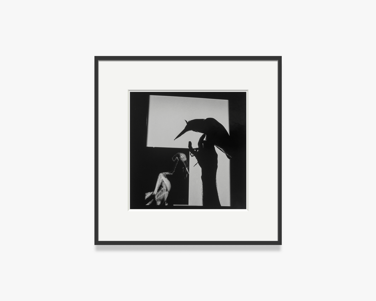 Rayos-X de Pájaro [X-Ray of a Bird]