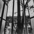 Black and white photo looking outside with a tree framed by windows.