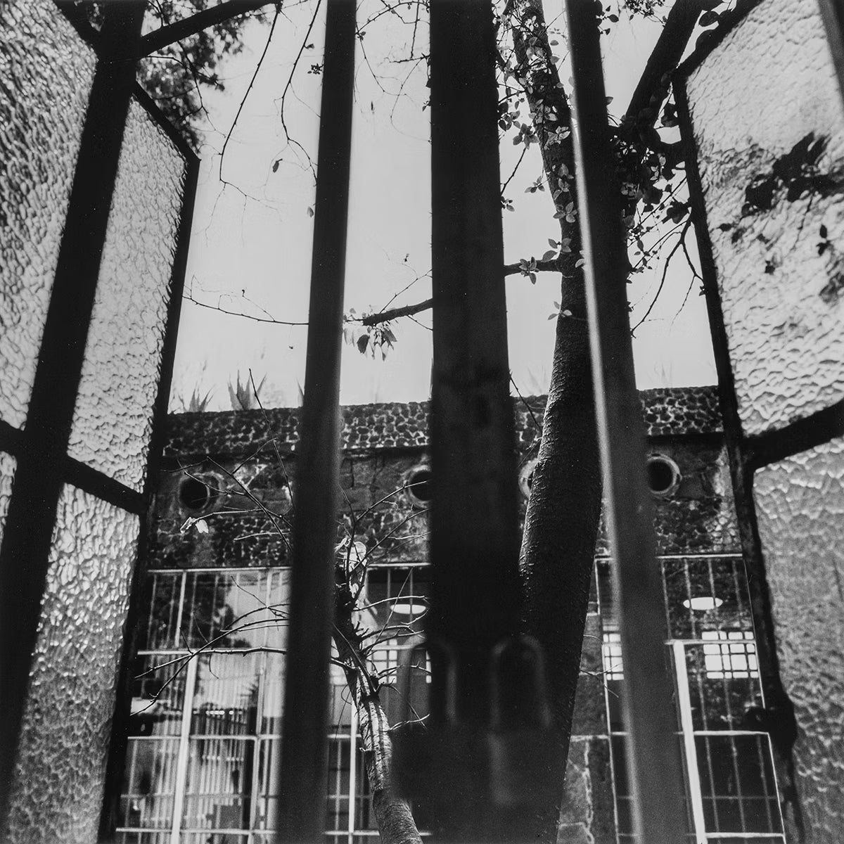 Black and white photo looking outside with a tree framed by windows.