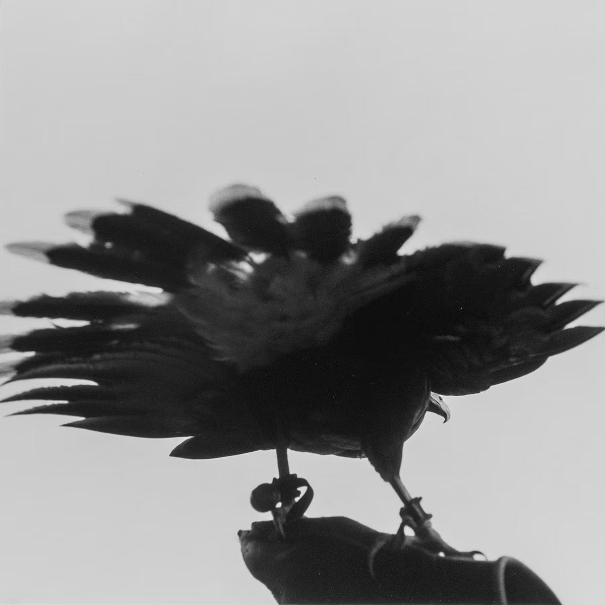 Black and white silhouette of a bird perched on a branch against a light background