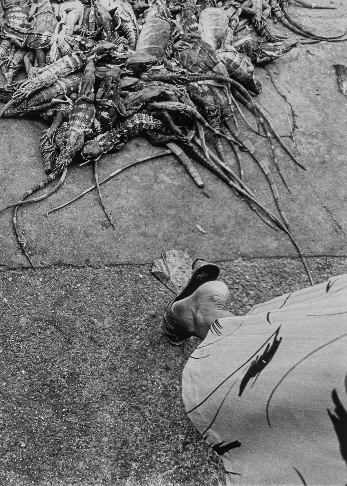 Black and white photograph of a person walking past a pile of dead iguanas on a street.