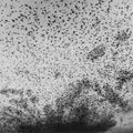 Large flock of birds flying against a gray sky