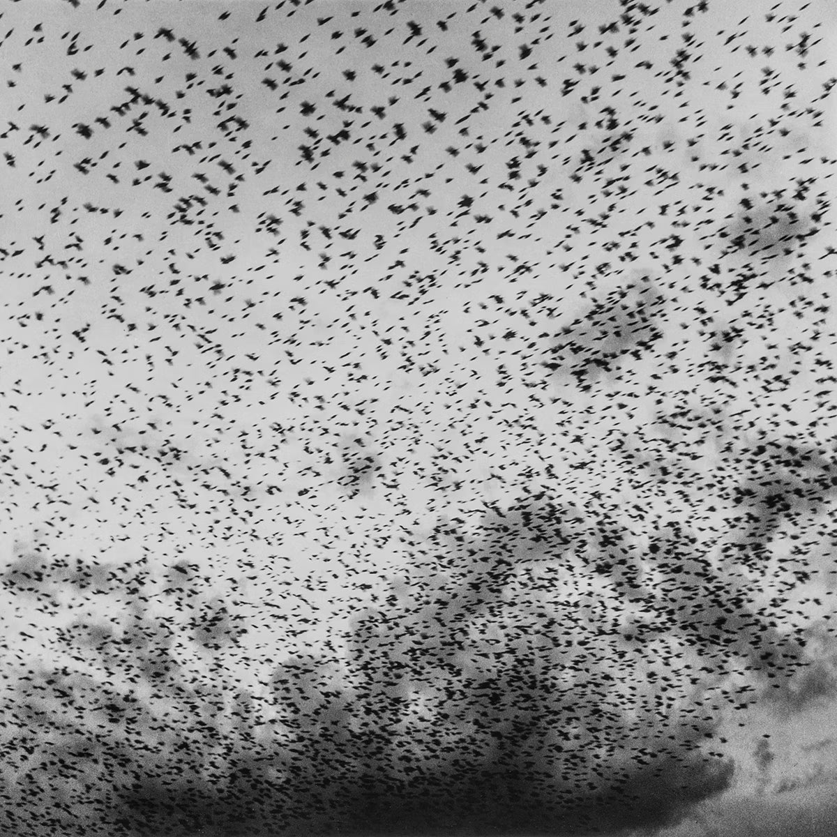 Large flock of birds flying against a gray sky