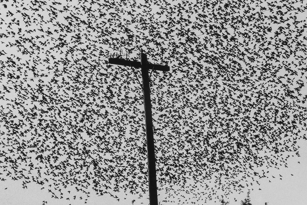 Massive flock of birds surrounding a telephone pole.