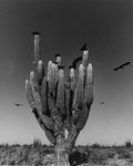 Cactus with birds perched on it against a clear sky