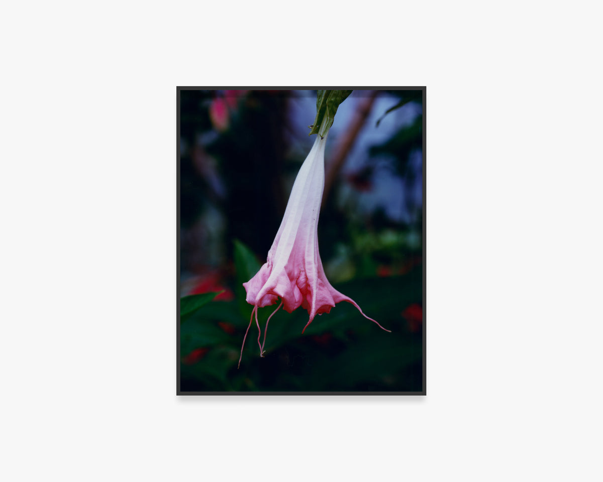 Iguaka