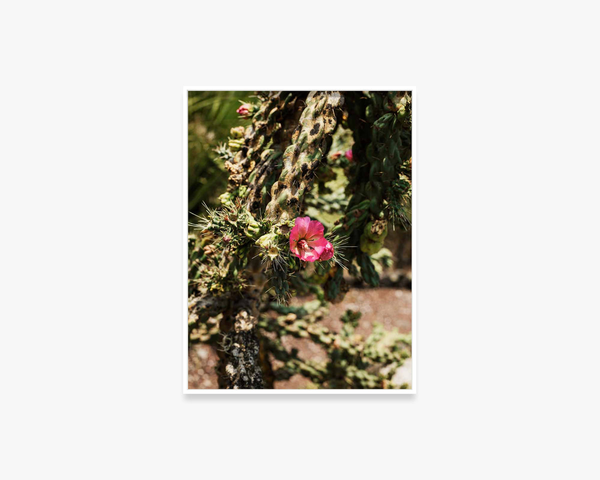 Spring Blossom, Mexico City