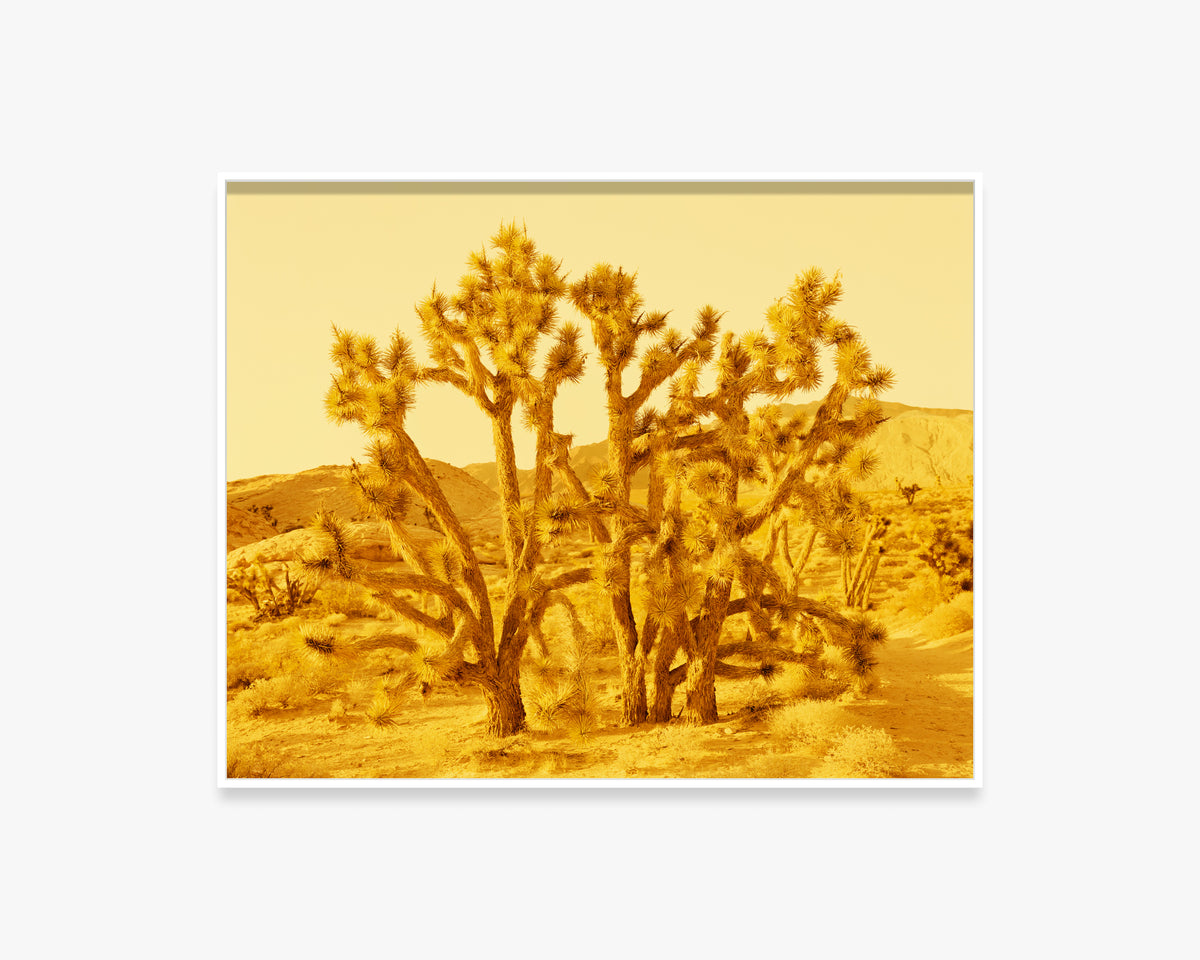 Joshua Tree, Gold Butte National Monument, Nevada