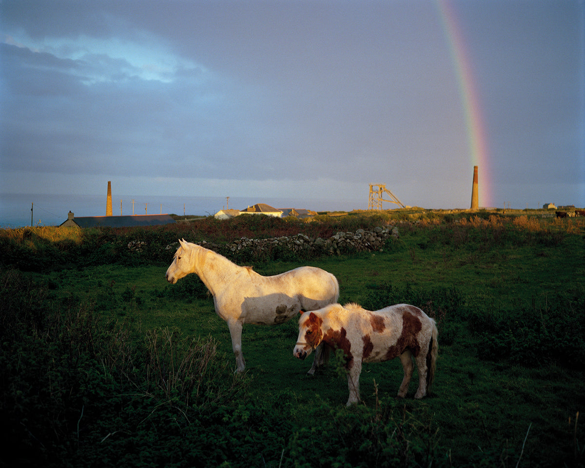 Two horses standing in a field with a rainbow in the background