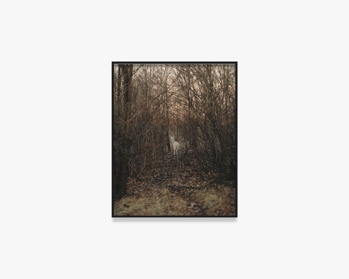 Untitled, from the series ‘King, Queen, Knave’, 2003-2023, 19