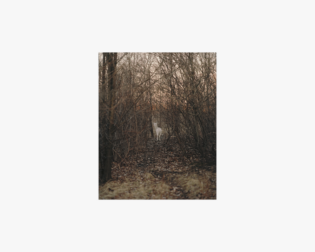 Untitled, from the series ‘King, Queen, Knave’, 2003-2023, 19
