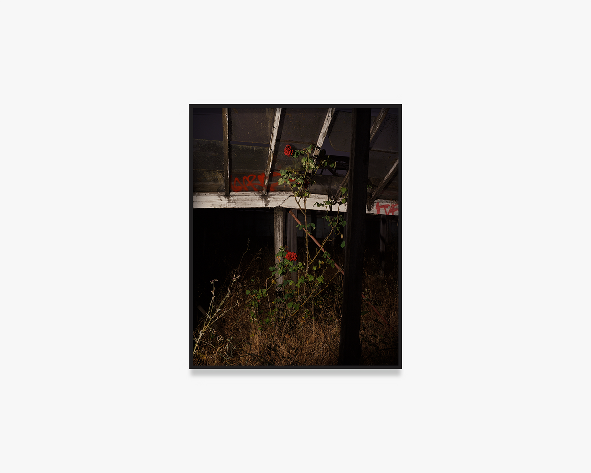 Untitled, from the series ‘King, Queen, Knave’